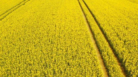 Stunning Pull Away Shot of Lush Canola Fields 스톡 동영상 112673380
