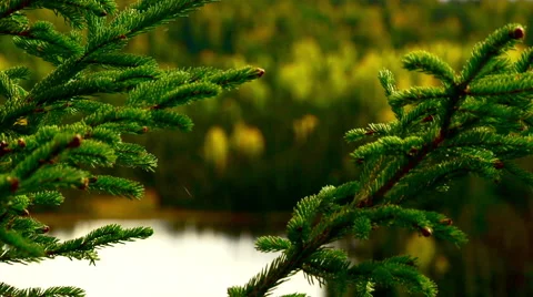 Stunning pull focus through forest over water Stock Footage 40451022