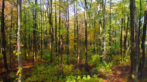Stunning Pullback Shot of the Woods During the Fall Season Stock Footage 118844743