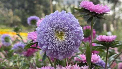 Stunning purple aster flower with a complex petal structure outdoors Stock-Fotos