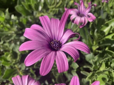 Stunning Purple Dimorphotheca ecklonis Nature Colorful Delight Stock Photos