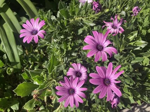 Stunning Purple Dimorphotheca ecklonis Nature Colorful Delight Stock Photos