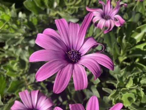 Stunning Purple Dimorphotheca ecklonis Nature Colorful Delight Stock Photos