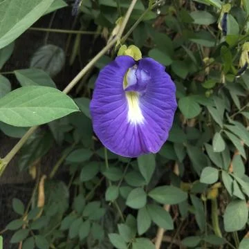 Stunning purple flowers Stock Photos
