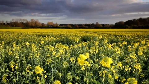 Stunning rapeseed fields at sunset Stock Footage 74064248