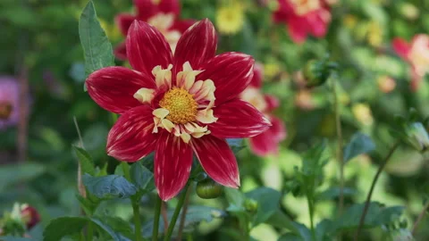 Stunning red and yellow collarette dahlia flower - close up. 4K locked tripod Stock Footage 142939778