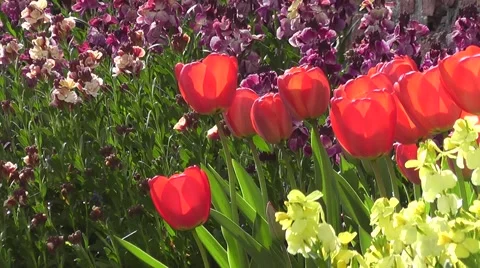 Stunning Red Easter Tulips with Yellow and Purple Flowers in Spring Garden Park Stock-Footage 50768708