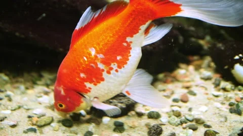 Stunning red fish elegantly traverse the aquarium, their motions weaving Vidéo 271236266
