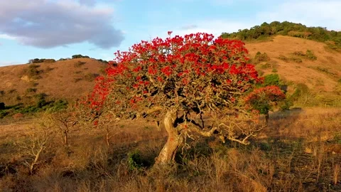 Stunning Red-hot-poker tree in full bloom_02 Stock Footage 177052560