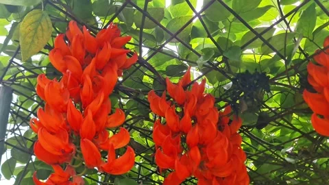 Stunning Red Jade Vine (Mucuna bennettii) Tropical Flowers Hanging Stock Footage 334040415
