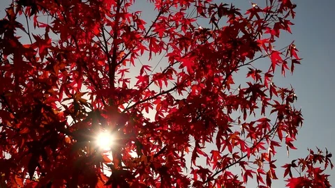 Stunning red Maple tree with leaves refracting sun Stock Footage 96753336