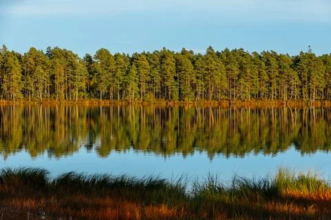 A stunning reflection of a forest and blue sky with white clouds on a perfectly Stock Photos