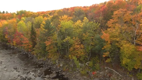 Stunning row of colored trees on the side of a river filmed by drone Stock-Footage 119189685