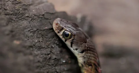 Stunning scale details on the head of a Buff-striped Keelback snake. Sharp 스톡 동영상 331132777