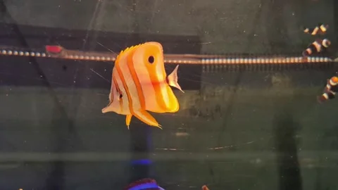A stunning scene of vibrant striped fish swimming gracefully in an aquarium Stock Footage 309228499