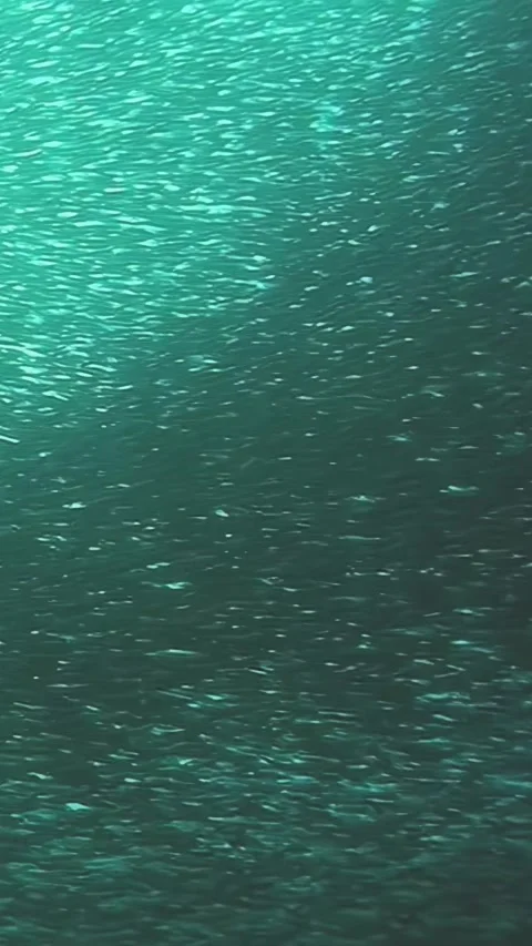 A stunning school of tuna gliding in the Philippines' vibrant waters Video stock 340587778
