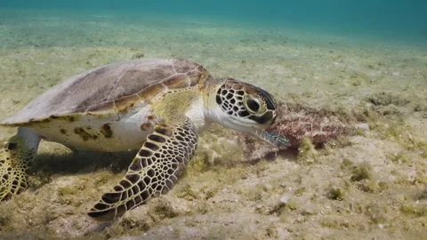 Stunning Sea turtle eating on a Seabed 4K Stock Footage 292506341