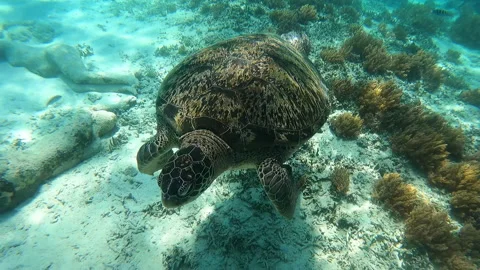 A stunning sea turtle gliding effortlessly through crystal clear waters Stock Footage 327034643