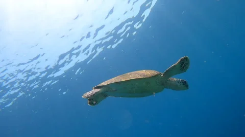 A stunning sea turtle gliding effortlessly through crystal clear waters Stock Footage 327034676