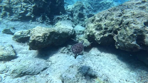A stunning sea turtle gliding effortlessly through crystal clear waters Stock Footage 327034683