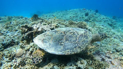A stunning sea turtle gliding effortlessly through crystal clear waters Stock Footage 327034775