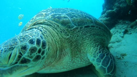 A stunning sea turtle gliding effortlessly through crystal clear waters 動画素材 327035349