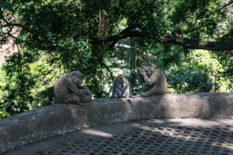 A stunning shot of a monkey sitting between old monkey sculptures in a park o Stock Photos
