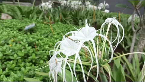 Stunning sight of white beach spider lilies in the garden Stock Footage 233929543