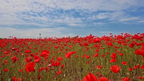 A stunning slow-motion shot of red poppies in a field against a clear blue sky. Stock Footage 295866550