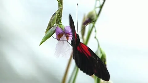 Stunning Slow Motion Tiger Longwing butterfly ACTIVE Heliconius Hecale Stock Footage 20602796