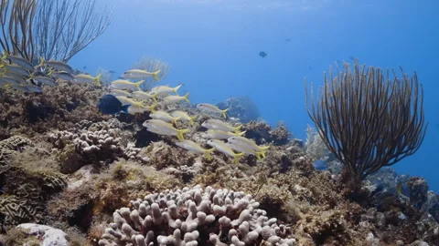 Stunning Snapper fish swims alongside a Black Sea Rod 4K Stock Footage 294391141