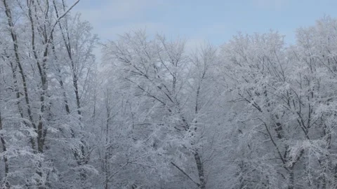 A Stunning Snowy Winter Landscape Featuring Beautiful Frosty Trees in a Serene Stock Footage 307449744