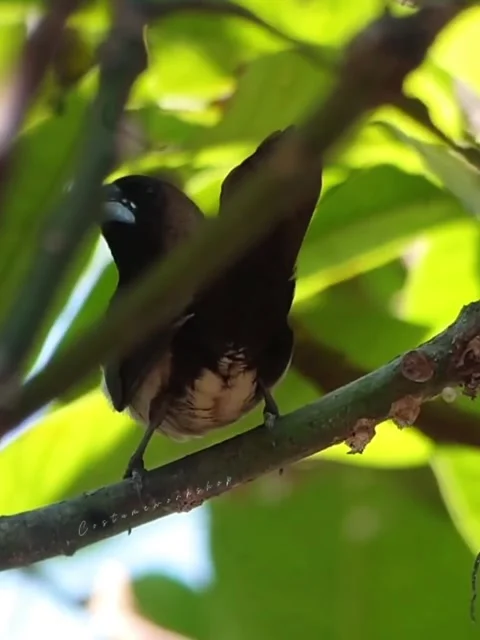 Stunning Sparrow Sheltering on Green Branches: A Beautiful Nature Moment Stock Footage 282847213