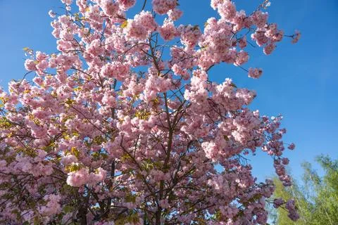 Stunning spring cherry blossom tree in full bloom under clear blue sky Stock Photos