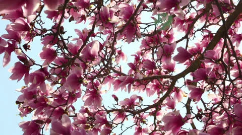 Stunning spring! Stock Footage 22768514