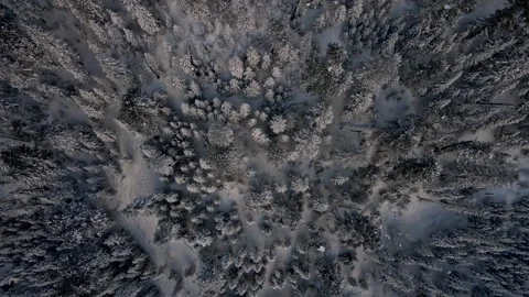 Stunning spruce snow forest evening winter. drone descent down natural scenery. Stock Footage 306597877