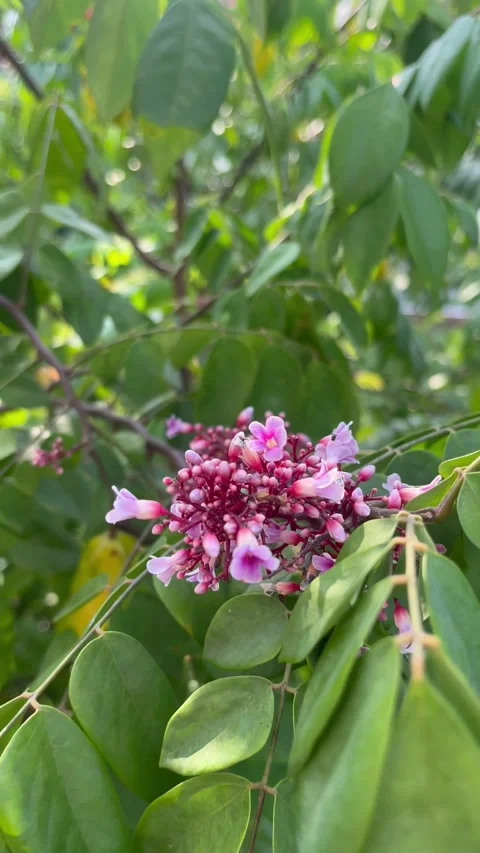 Stunning Starfruit Flowers. High-Quality Footage for Nature Lovers Stock Footage 283171925
