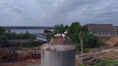 Stunning storks close-up in the nest against the background of the village Stock Footage 168743997
