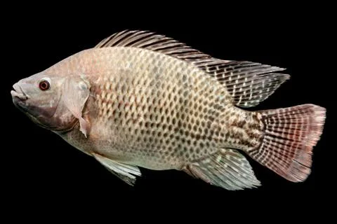 Stunning studio shot of Mozambique tilapia Oreochromis mossambicus isolated in a Stock-Fotos