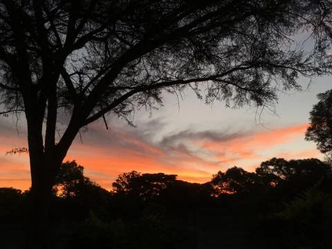 Stunning sunset clouds with silhouetted trees 2 Stock Photos
