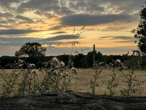 Stunning sunset in the fields, wild grass and flowers on foreground Stock Photos