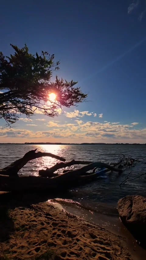 Stunning Sunset Over Calm Lake Water with Silhouette Tree and Driftwood Vídeo Stock 344838865