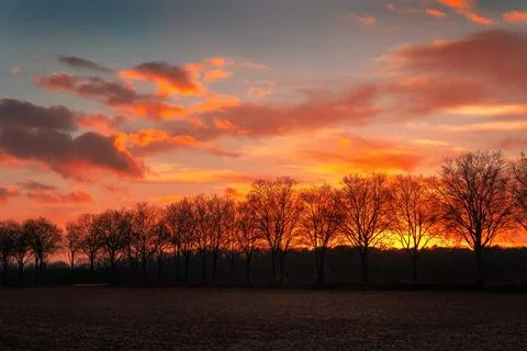 Stunning Sunset Over a Row of Bare Trees Stock Photos