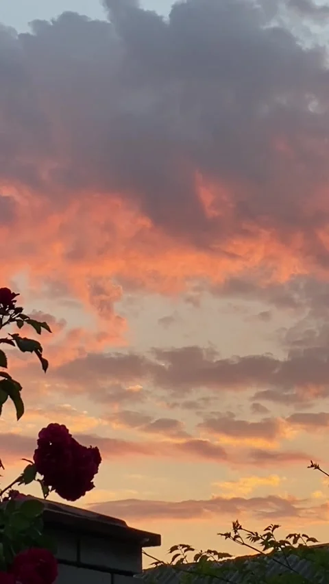 Stunning sunset transformation over rooftop with silhouetted plants Stock Footage 301713341