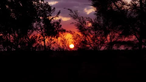A stunning sunset unfolds behind a line of gently swaying trees. Stock Footage 341542359