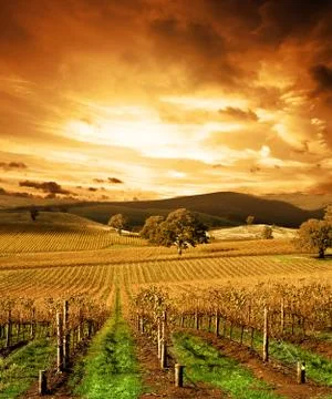 Stunning Sunset Vineyard 스톡 사진