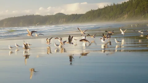 A Stunning Sunset At Washingtons Coastline Video stock 327640801