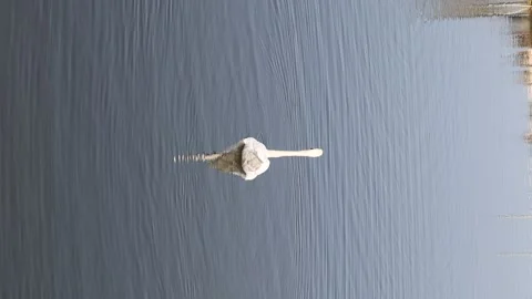 Stunning swan upside down Video stock 133413892
