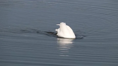 Stunning swan upside down Video stock 133413924