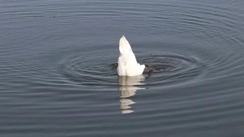 Stunning swan upside down Stock-Footage 133413988